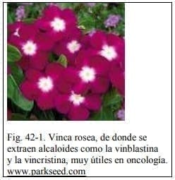 Vinca rosea