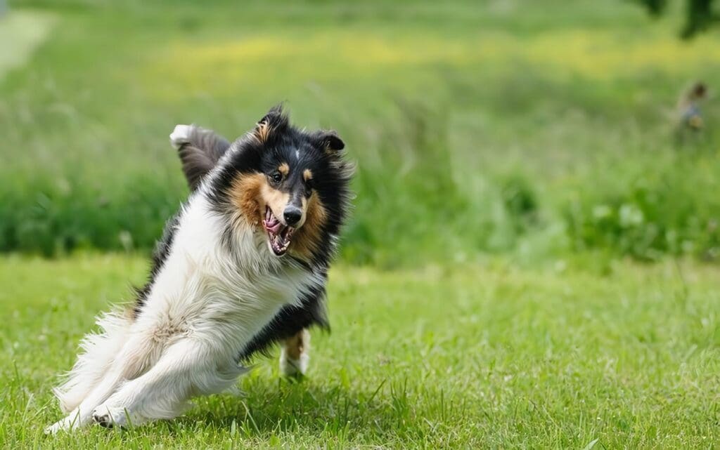 paro cardiaco en perros