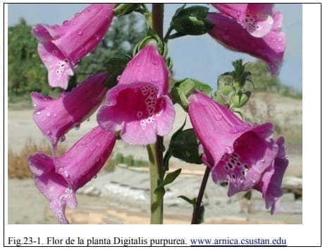 Flor de la planta Digitalis purpurea Flor de la planta Digitalis purpurea