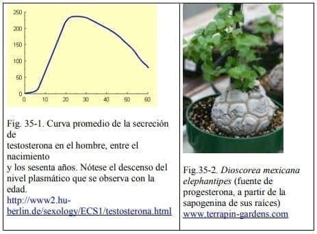 Dioscorea mexicana elephantipes Dioscorea mexicana elephantipes
