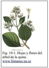 Hojas y flores del árbol de la quina