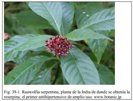 Rauwolfia serpentina