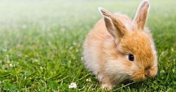 Cuidados básicos del conejo