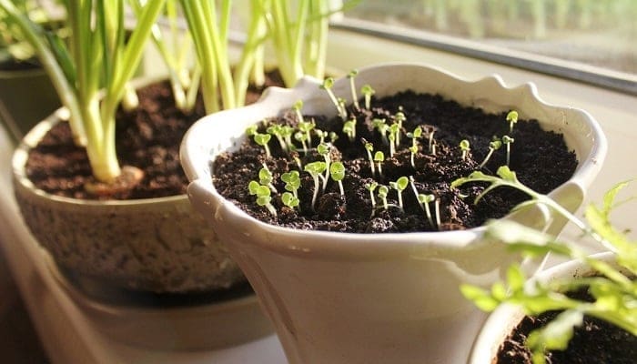 Plantas para sembrar en casa
