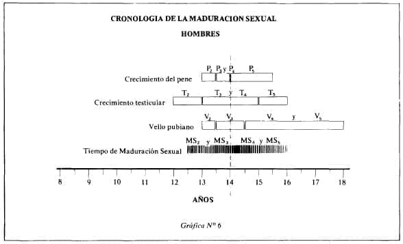 Cronología de la maduración sexual en el hombre Cronología de la maduración sexual en el hombre
