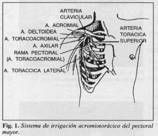 Sistema de irrigación acromiotorácico del pectoral