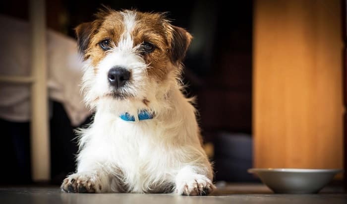 Cómo Detectar Estreñimiento en Gatos y Perros