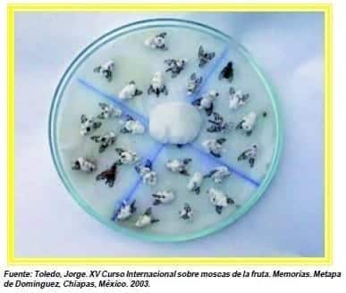 Ataque del hongo B bassiana - Moscas de la Fruta Ataque del hongo B bassiana - Moscas de la Fruta (cebos tóxicos)