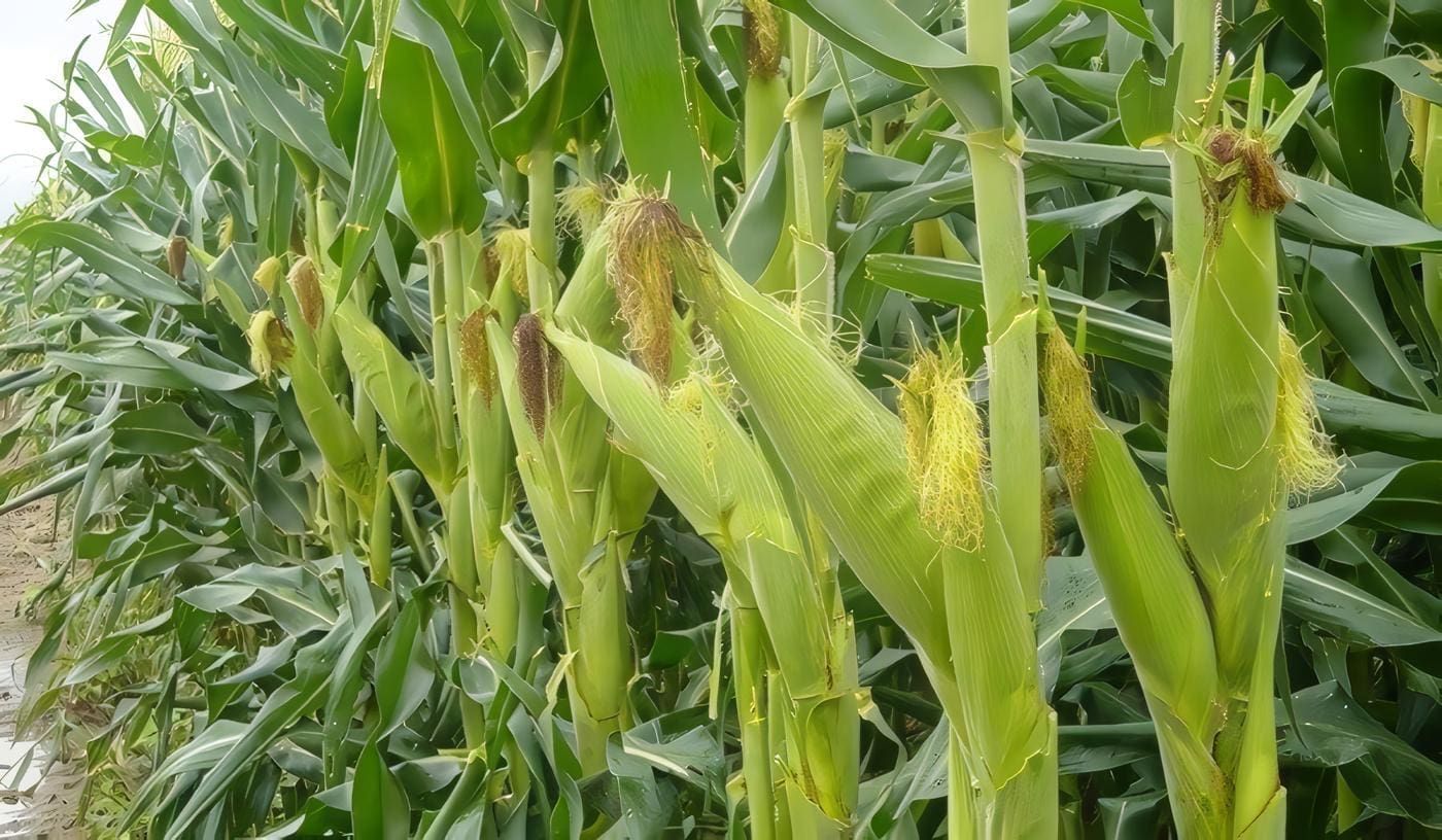 Enfermedades del Maíz y su Manejo