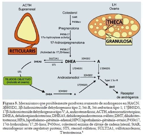Producen de androgenos en HACN en Déficit de Cortisol Producen de androgenos en HACN en Déficit de Cortisol