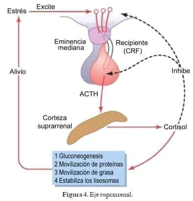Eje suprarrenal en Déficit de Cortisol a Nivel Hormonal Eje suprarrenal en Déficit de Cortisol a Nivel Hormonal