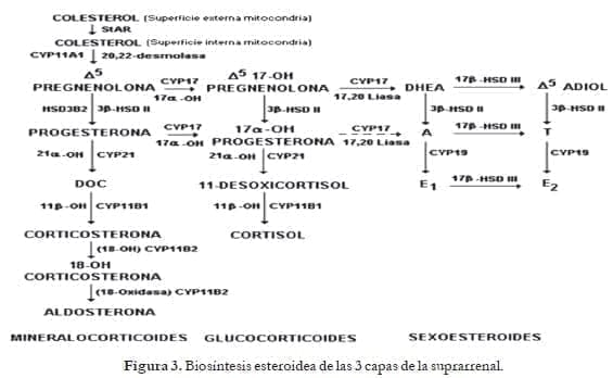 Biosíntesis esteroidea en Hiperplasia suprarrenal congénita Biosíntesis esteroidea en Hiperplasia suprarrenal congénita