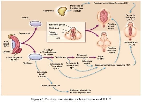 Trastornos enzimáticos y hormonales - Síndrome de Insensibilidad Trastornos enzimáticos y hormonales - Síndrome de Insensibilidad
