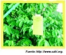 Trampa C & C - Moscas de la Fruta Trampa C & C - Moscas de la Fruta