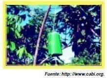 Trampa Fase IV - Moscas de la Fruta Trampa Fase IV - Moscas de la Fruta