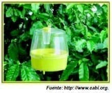 Trampa Multilure - Moscas de la Fruta Trampa Multilure - Moscas de la Fruta