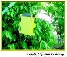 Trampa Panel Amarillo - Moscas de la Fruta Trampa Panel Amarillo - Moscas de la Fruta