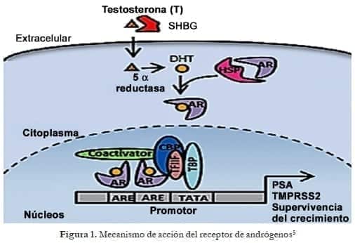 Mecanismo de acción del receptor de andrógenos Mecanismo de acción del receptor de andrógenos