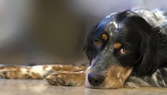 Gastritis en Perros