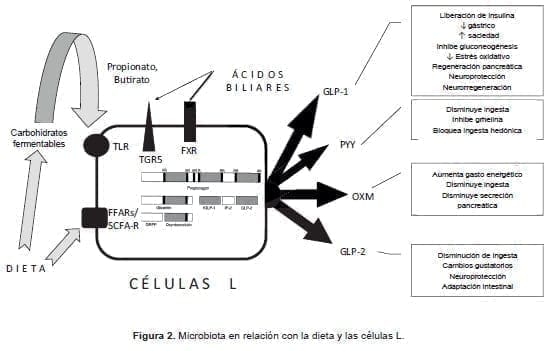 Microbiota en relación con la dieta y las células L
