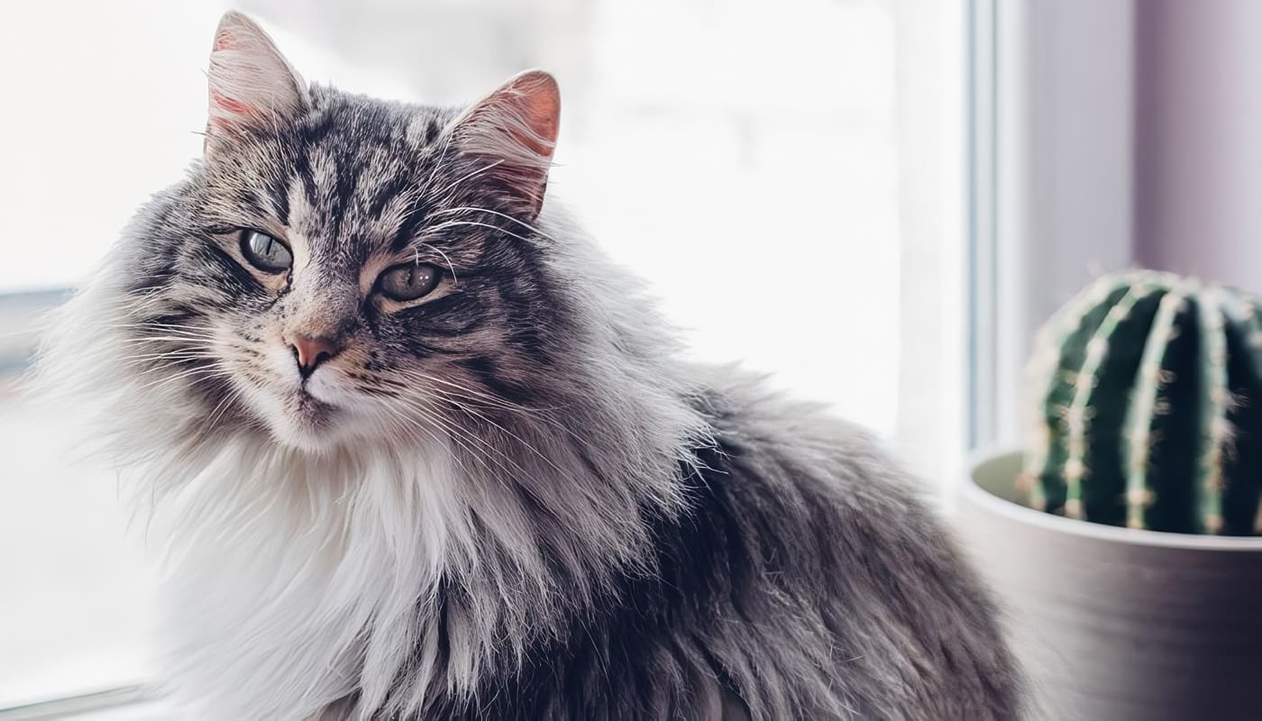 Consejos de Educación para Gatos