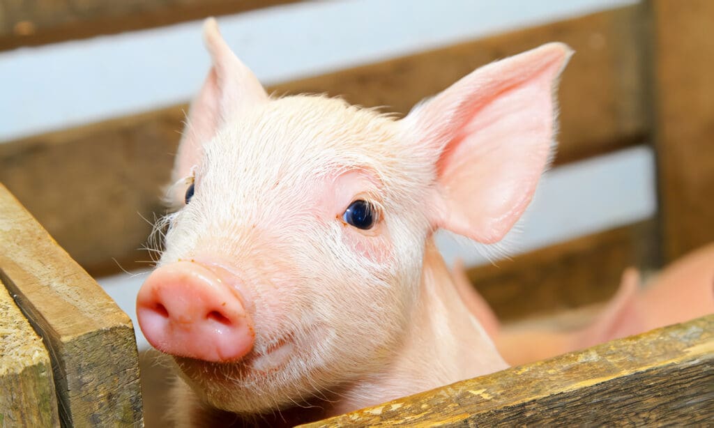 MiniPig como Mascota