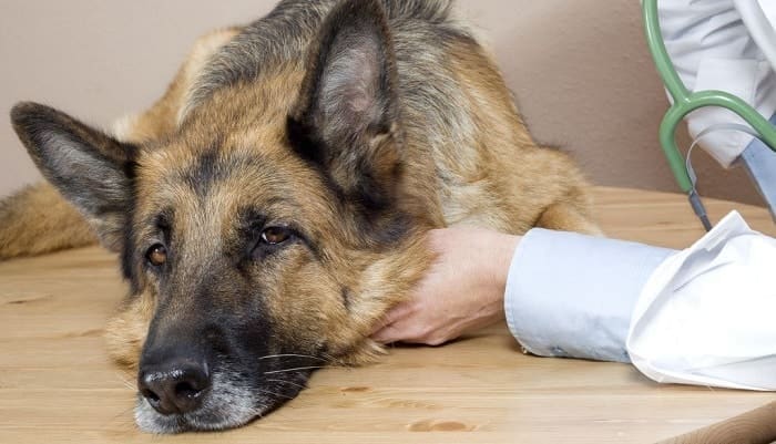 Moquillo: Síntomas, Tratamiento y Prevención