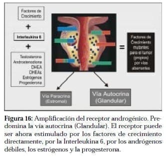 Amplificación del Receptor Androgénico Amplificación del Receptor Androgénico
