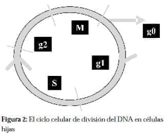 Ciclo Celular de división del DNA en Células Hijas Ciclo Celular de división del DNA en Células Hijas