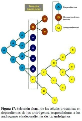 Selección Clonal de las Células Prostáticas Selección Clonal de las Células Prostáticas