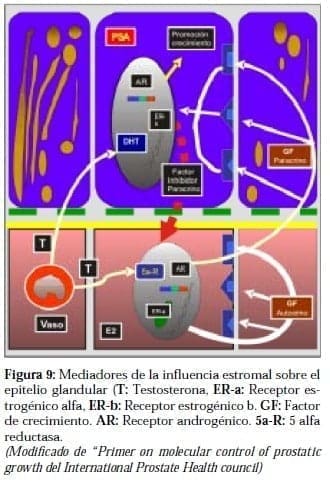 Mediadores de Influencia Estromal sobre el Epitelio Glandular