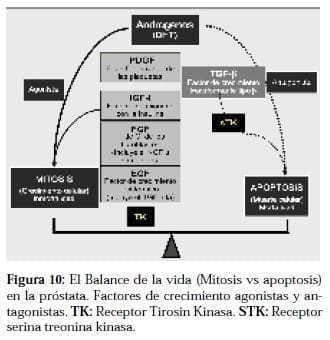 Balance de la Vida: Mitosis vs Apoptosis
