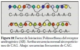 Polimorfi smo del receptor Androgénico