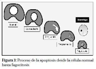 Proceso de la Apoptosis Proceso de la Apoptosis