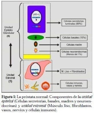 Próstata Normal: Componentes de la unidad Epitelial Próstata Normal: Componentes de la unidad Epitelial