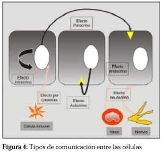 Tipos de comunicación entre las Células Tipos de comunicación entre las Células