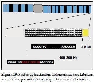 Aminoácidos que favorecen el Cáncer Aminoácidos que favorecen el Cáncer