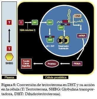 Conversión de testosterona en DHT