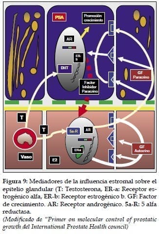 Mediadores de la influencia estromal Mediadores de la influencia estromal