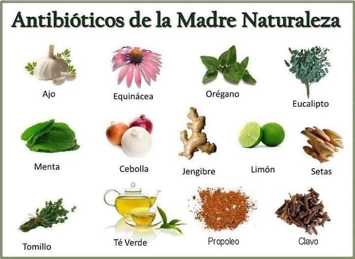 Plantas Medicinales