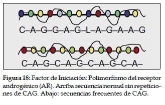 Polimorfismo del receptor Androgénico  Polimorfismo del receptor Androgénico