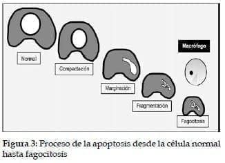 Proceso de la Apoptosis Proceso de la Apoptosis