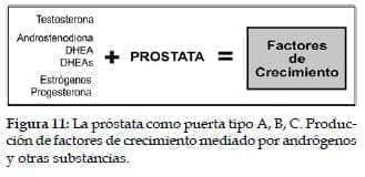 Próstata como puerta tipo A, B, C