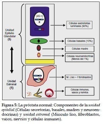Próstata normal: Componentes de la unidad epitelial Próstata normal: Componentes de la unidad epitelial