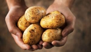 Tipos de Papa y sus Beneficios