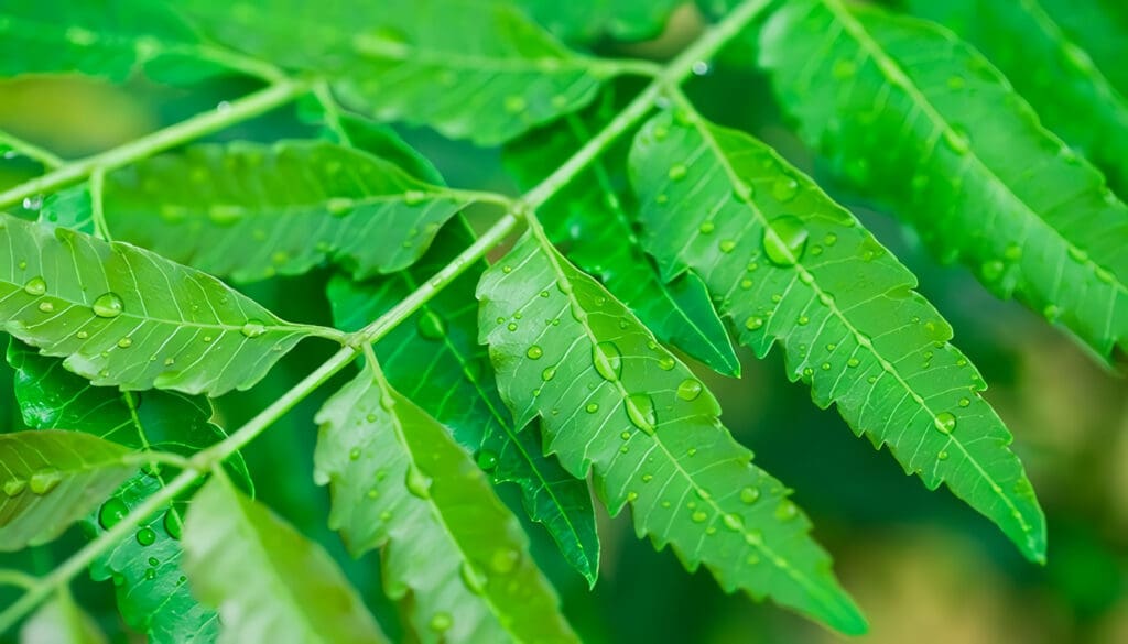 Neem propiedades y beneficios