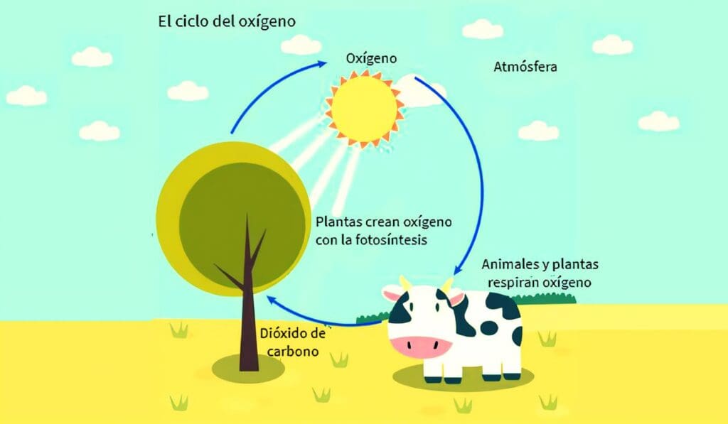 Esquema del ciclo del oxígeno