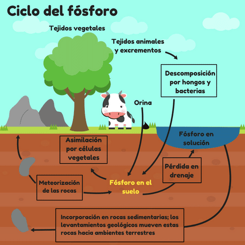 Ciclo del fósforo gráfico