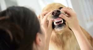 Higiene oral en las mascotas