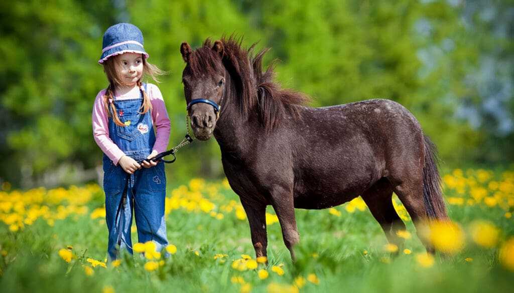 Cuidados del Pony